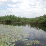 Parcul Natural Insula Mică a Brăilei